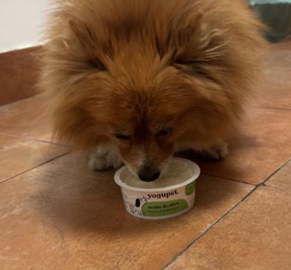 Yogur para perros: beneficios, propiedades y cómo incluirlo en su dieta