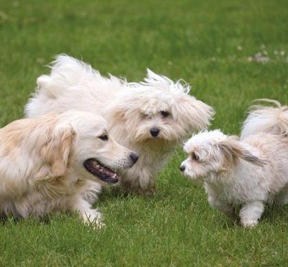 Los Beneficios de Jugar con tu Perro