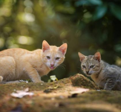 Taurina en Gatos: El Aminoácido Esencial que Tu Felino No Puede Fabricar