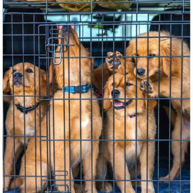 🐾 Viajar con tu mascota en 2026: normativa, requisitos y guía completa