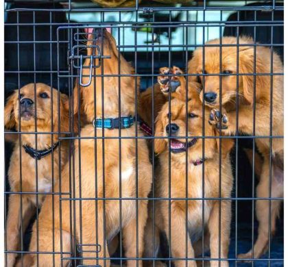 🐾 Viajar con tu mascota en 2026: normativa, requisitos y guía completa