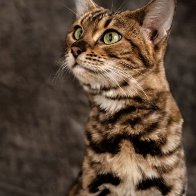 El Gato Bengalí:Todo lo que debes saber