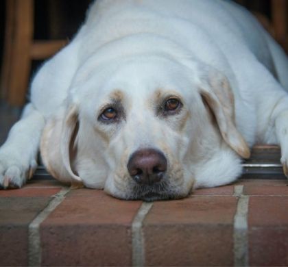 La gran mentira de los piensos para perros.