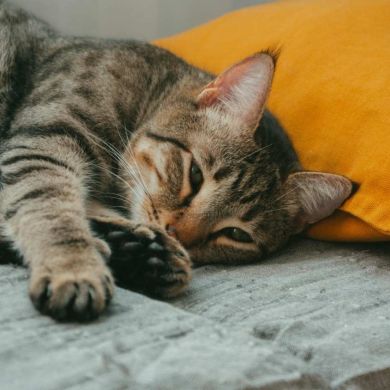 Insuficiencia renal en gatos: cómo cuidar a tu compañero cuando más te necesita