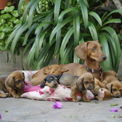 🐾 La importancia de los primeros días del cachorro: vínculo, aprendizaje y equilibrio emocional