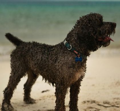 Perro de Agua Español: historia, carácter y opinión experta sobre una joya canina española