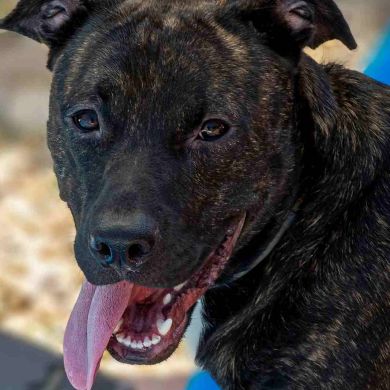 Razas de Perros Españolas: Las más reconocidas y las menos reconocidas y en proceso de recuperación.