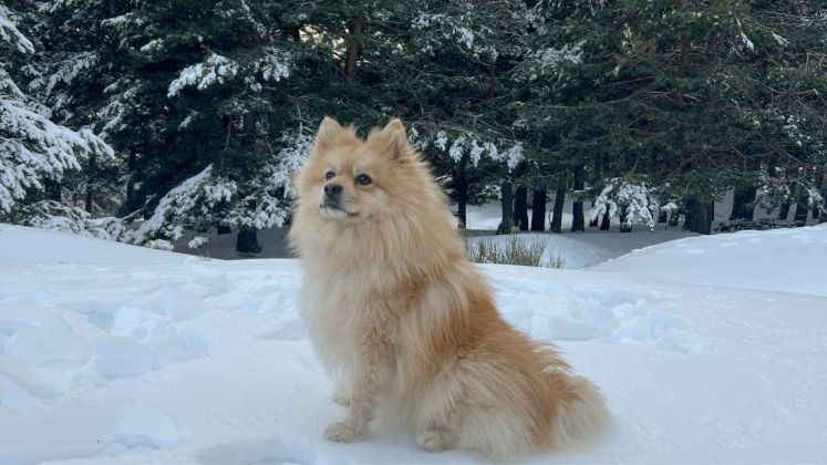 Comida para perros 2 Tabit Pets