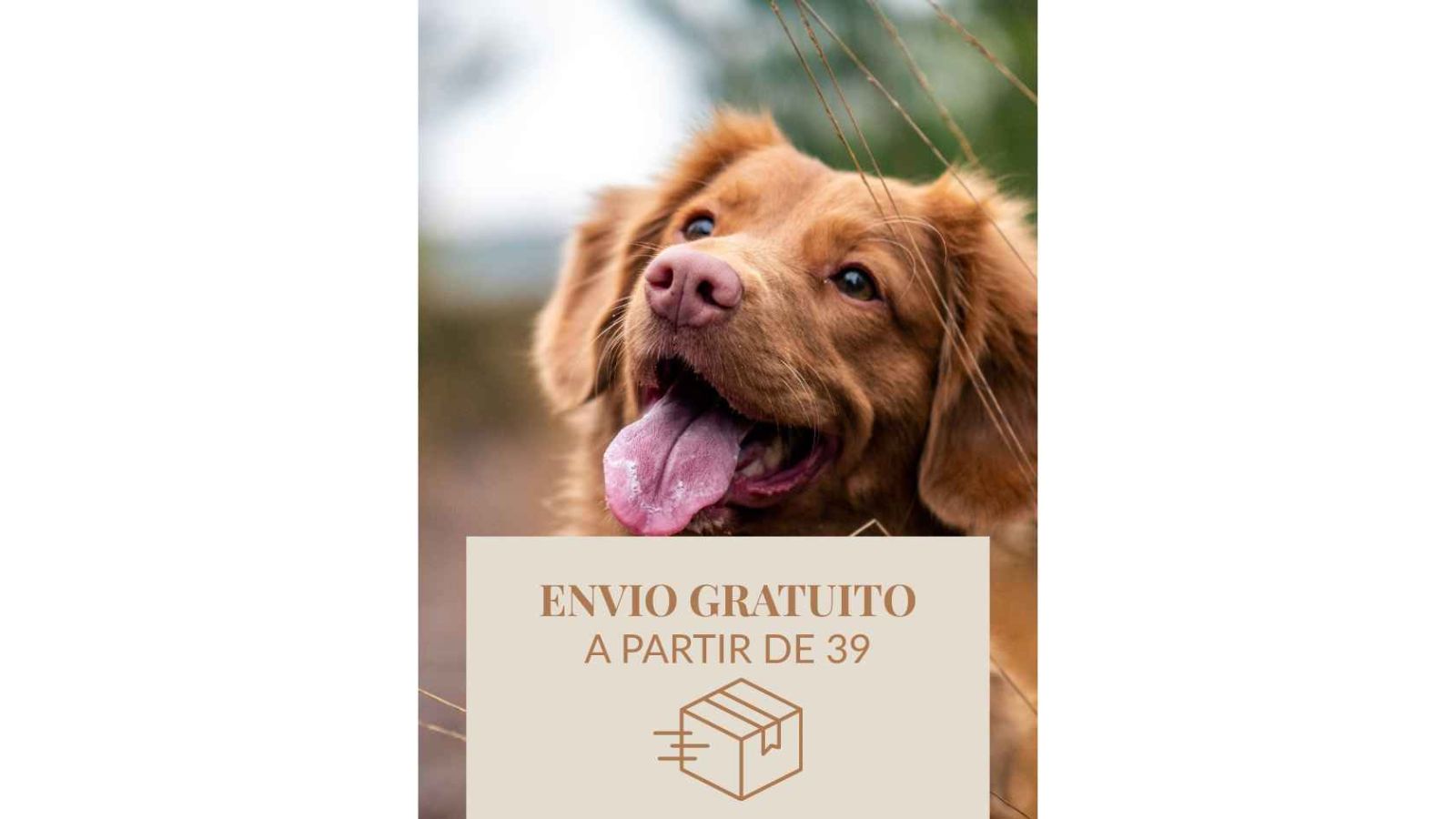 Comida para perros 3 Comida para perros - 1 1