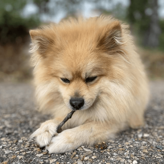 Tabit Pets Sobre nosotros 8 TABIT