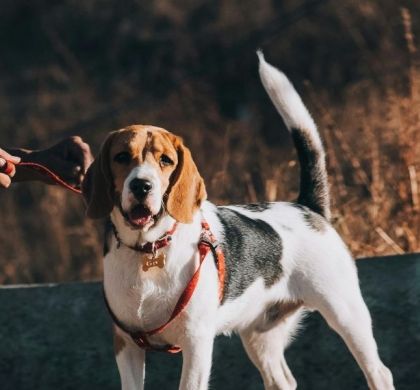 Cómo comprender a tu perro: lenguaje corporal, cola y ladridos — Guía completa con base científica