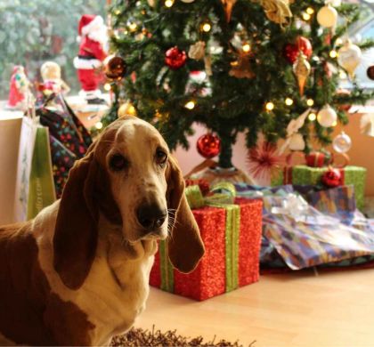 Cómo disfrutar la Navidad con tu perro: consejos, seguridad y regalos ideales