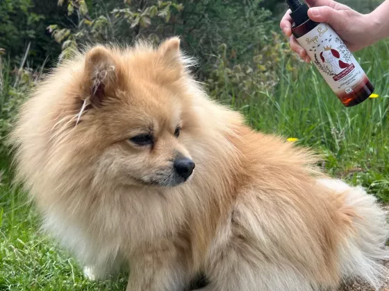 antiparásitos para perros