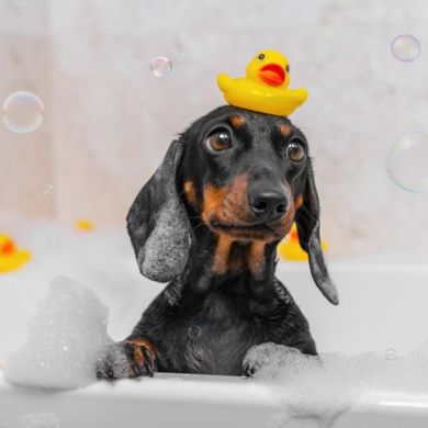 10 consejos para el cuidado del pelo de tu perro: Guía para un pelaje sano y brillante