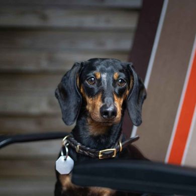 El Perro Teckel (Dachshund): Guía Completa de la Raza Más Adorable