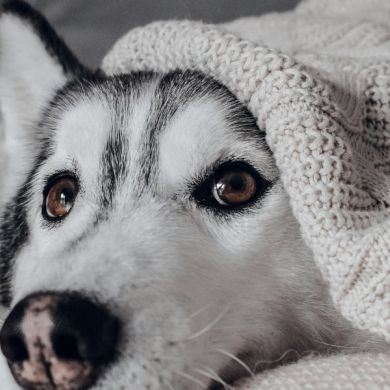 10 errores cotidianos que comprometen la salud y longevidad de tu perro