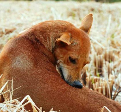 Garrapatas en perros: el método completo para identificarlas, prevenirlas y eliminarlas sin riesgos