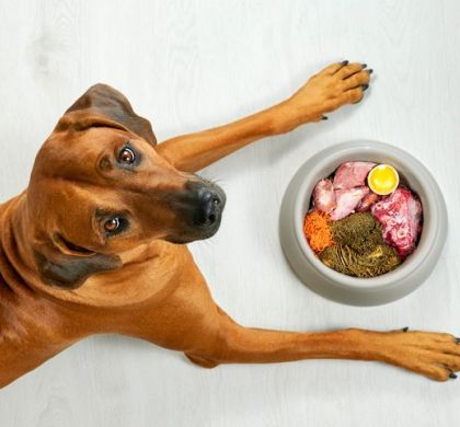 Errores comunes en la alimentación canina que podrían estar afectando la salud de tu perro