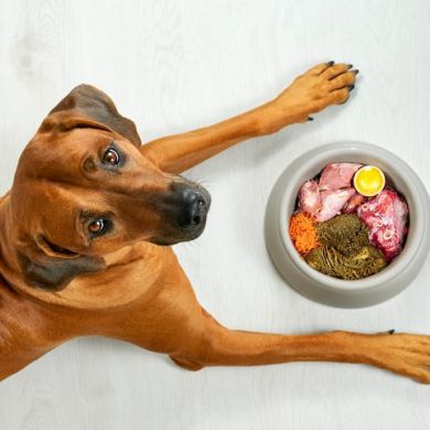 Errores comunes en la alimentación canina que podrían estar afectando la salud de tu perro