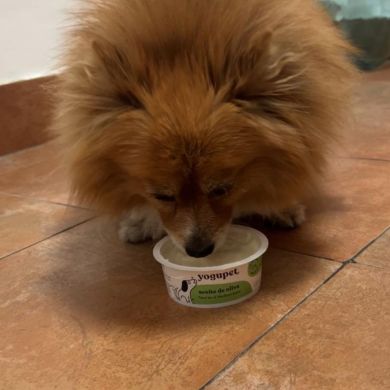 Yogur para perros: beneficios, propiedades y cómo incluirlo en su dieta