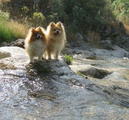 Día Mundial del Perro: Un homenaje a nuestro mejor amigo de cuatro patas