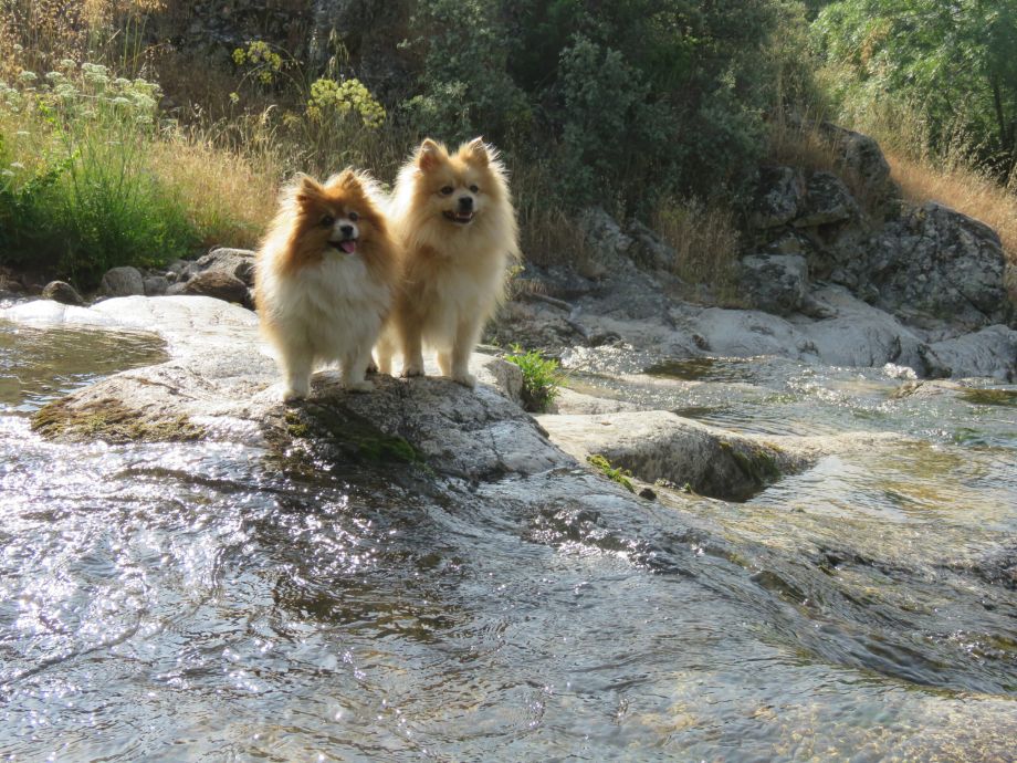 Día Mundial del Perro: Un homenaje a nuestro mejor amigo de cuatro patas