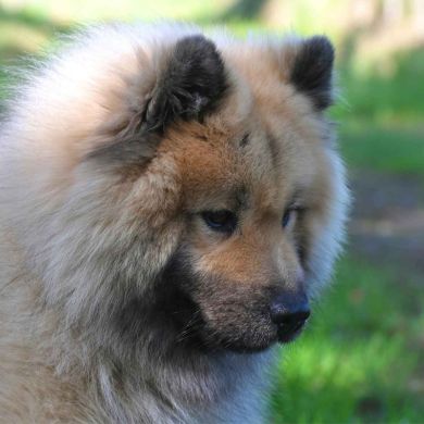 Cómo elegir la raza de perro ideal según su temperamento