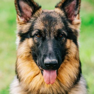 Cómo se Clasifican las Razas de Perros Según las Sociedades Caninas Internacionales