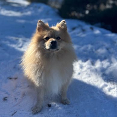 ¡Imprescindibles de Invierno para Nuestro Perro!