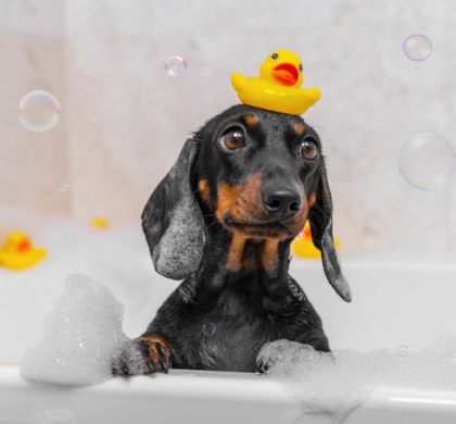 10 consejos para el cuidado del pelo de tu perro: Guía para un pelaje sano y brillante