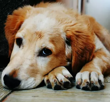 Comida húmeda para perros con problemas digestivos: qué debes saber