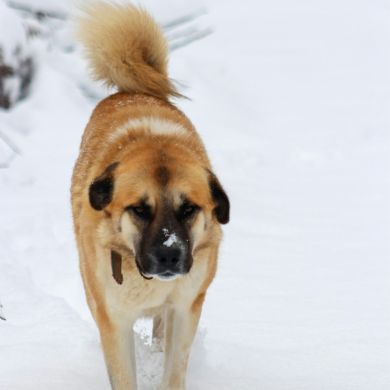Mastín Español: Historia, Trashumancia y Diferencias entre Tipos