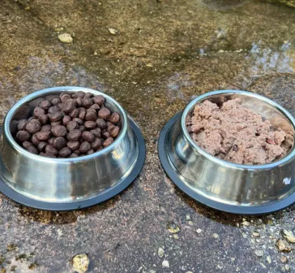 ¿Es mejor la comida húmeda o seca para perros? Comparativa completa