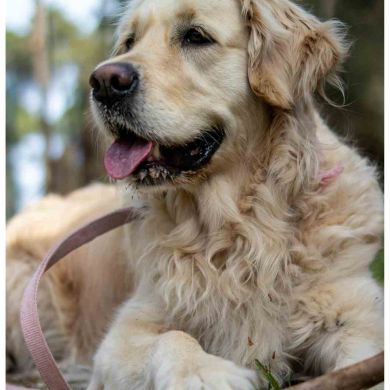 Golden Retriever: cuidados, carácter y productos recomendados