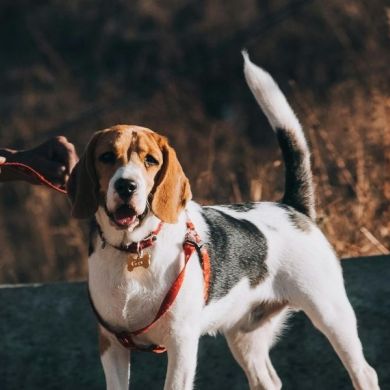 Cómo comprender a tu perro: lenguaje corporal, cola y ladridos — Guía completa con base científica