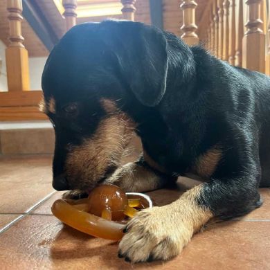 Juguetes de resina orgánica natural para perros: diversión ecológica y segura