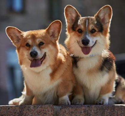 La verdad sobre tener un perro: compromiso, tiempo y amor incondicional