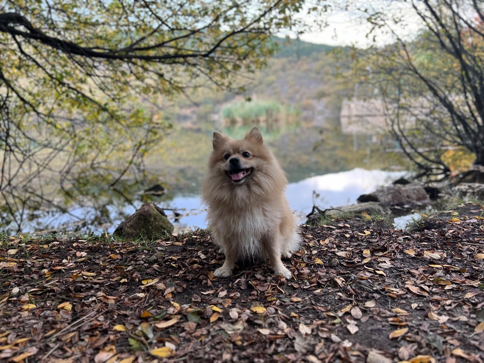 Tabit Pets Sobre nosotros 4 Tabit