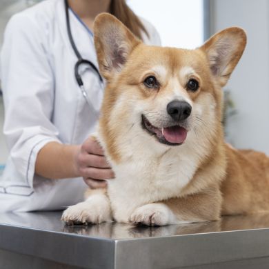 Consejos para llevar a tu perro al veterinario sin estrés: Guía completa para dueños responsables