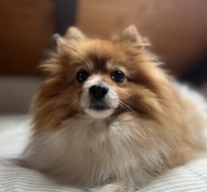 Obesidad en perros: causas, riesgos y cómo prevenirla