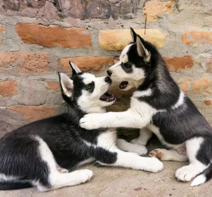 Guía de comida húmeda para cachorros: primeras etapas bien alimentadas