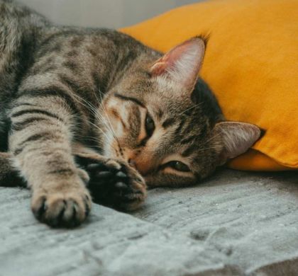 Insuficiencia renal en gatos: cómo cuidar a tu compañero cuando más te necesita