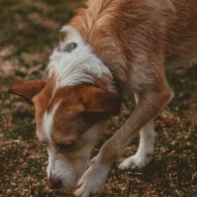 Tu Perro Merece Más Que 5 Minutos
