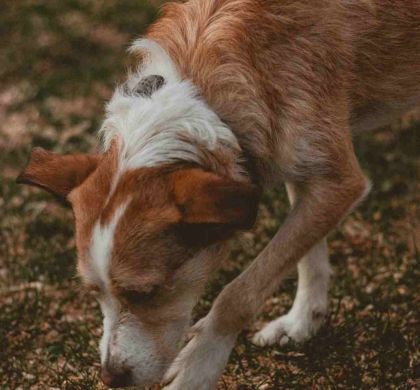 Tu Perro Merece Más Que 5 Minutos