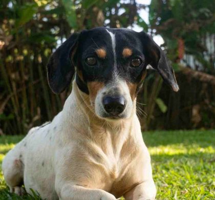 Ratonero Bodeguero Andaluz: historia, carácter y opinión experta sobre una joya canina española