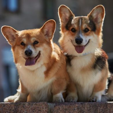 La verdad sobre tener un perro: compromiso, tiempo y amor incondicional