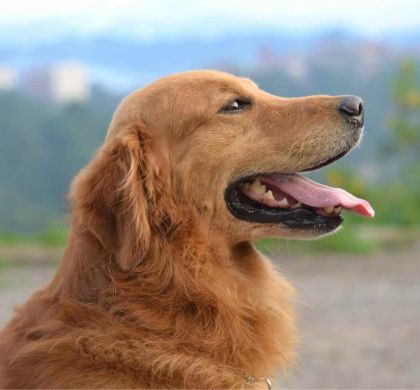 Golden Retriever: Guía Completa 2025 para Cuidar a tu Perro Dorado | Tabitpets