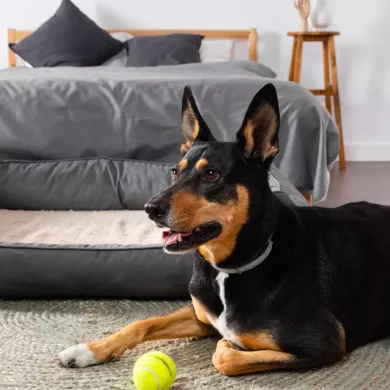 Descubre los Mejores Juguetes para Tu Perro!